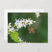 Bijen Briefkaart (Voorkant / Achterkant)