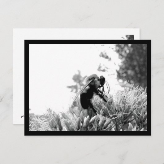 Bijen Briefkaart (Voorkant / Achterkant)