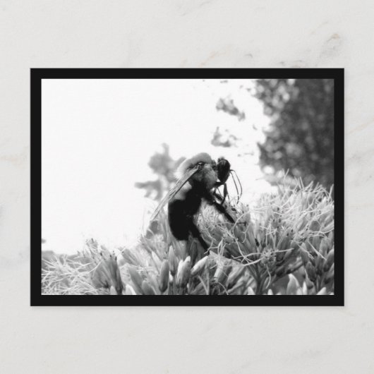 Bijen Briefkaart (Voorkant)