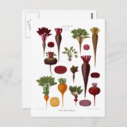 Bijen Briefkaart (Voorkant / Achterkant)