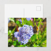 Bijen Briefkaart (Voorkant / Achterkant)