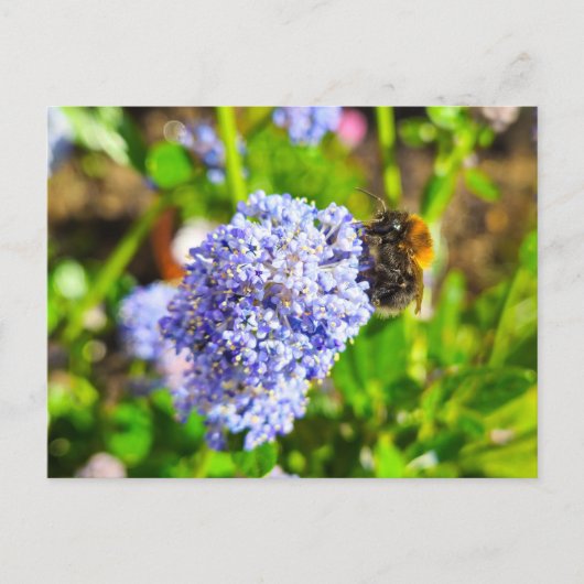 Bijen Briefkaart (Voorkant)