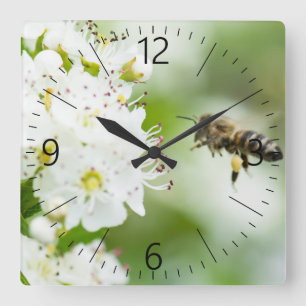 Bijen die naar de lentesbloem vliegen vierkante klok