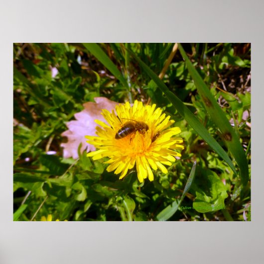 Bijen en andelion poster (Voorkant)