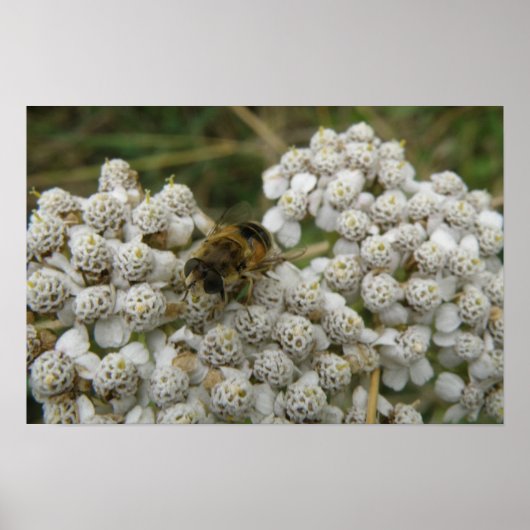 Bijen- en Bloemenposter Poster (Voorkant)