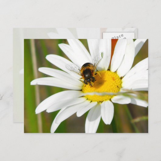 Bijen en Daisy Briefkaart (Voorkant / Achterkant)