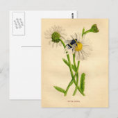 bijen en Daisy Briefkaart (Voorkant / Achterkant)