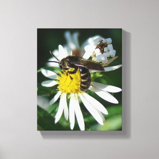 Bijen en Daisy Canvas Afdruk (Voorkant)
