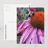 Bijen en Echinacea  Briefkaart (Voorkant / Achterkant)