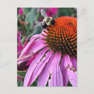 Bijen en Echinacea Briefkaart