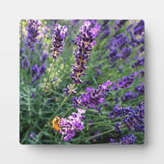 Bijen en lavender fotoplaat (Voorkant)