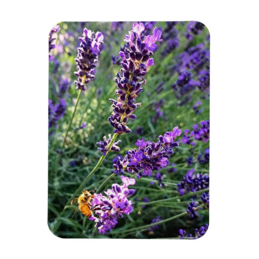 Bijen en lavender magneet (Verticaal)