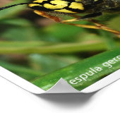 Bijen en wassenen poster (Hoek)