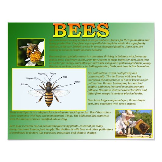 Bijen Foto Afdruk (Voorkant)