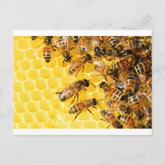 Bijen Hive Honey Comb Sweet Dessert Yellow Briefkaart (Voorkant)