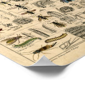 Bijen honingbijen wassenen Hives Nests Map | Poster (Hoek)