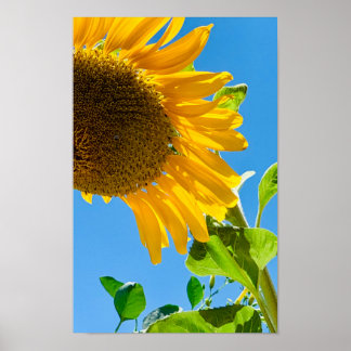 Bijen in de zonnebloem poster