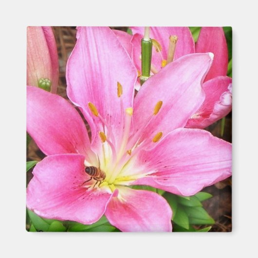 Bijen in een Lilly Magneet (Voorkant)