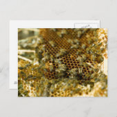 Bijen in Hive, Western Kaapje, Zuid-Afrika Briefkaart (Voorkant / Achterkant)