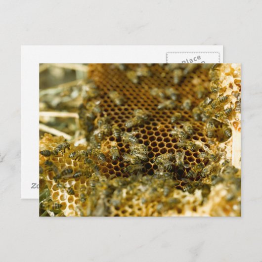 Bijen in Hive, Western Kaapje, Zuid-Afrika Briefkaart (Voorkant / Achterkant)