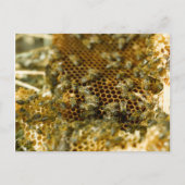 Bijen in Hive, Western Kaapje, Zuid-Afrika Briefkaart (Voorkant)
