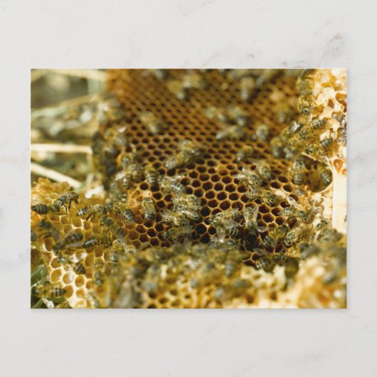 Bijen in Hive, Western Kaapje, Zuid-Afrika Briefkaart (Voorkant)