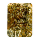 Bijen in Hive, Western Kaapje, Zuid-Afrika Magneet (Verticaal)