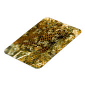 Bijen in Hive, Western Kaapje, Zuid-Afrika Magneet (Linkerzijde)