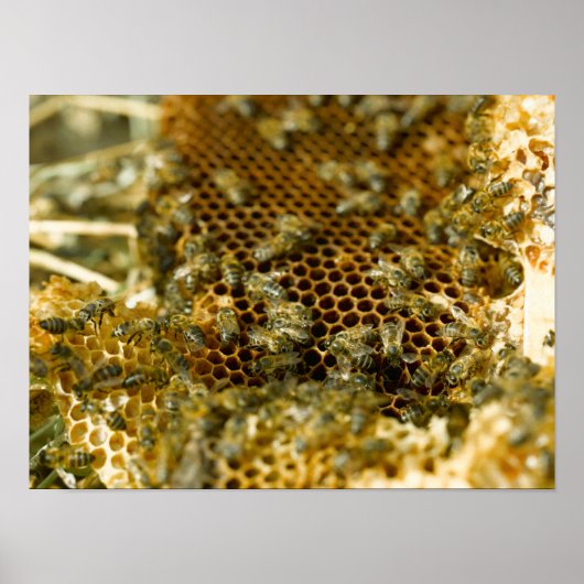 Bijen in Hive, Western Kaapje, Zuid-Afrika Poster (Voorkant)