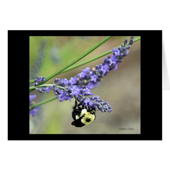 Bijen in Lavender (Voorkant Horizontaal)