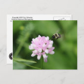 Bijen in vlucht briefkaart (Voorkant / Achterkant)