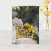 Bijen in wit Wenskaart Kaart (Gele Bloem)