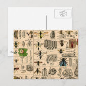 Bijen Insect Bug Wasp Natuurlijke Geschiedenis Briefkaart (Voorkant / Achterkant)