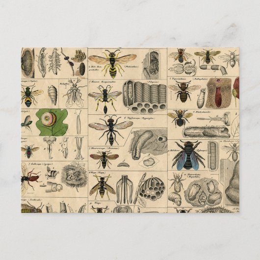 Bijen Insect Bug Wasp Natuurlijke Geschiedenis Briefkaart (Voorkant)