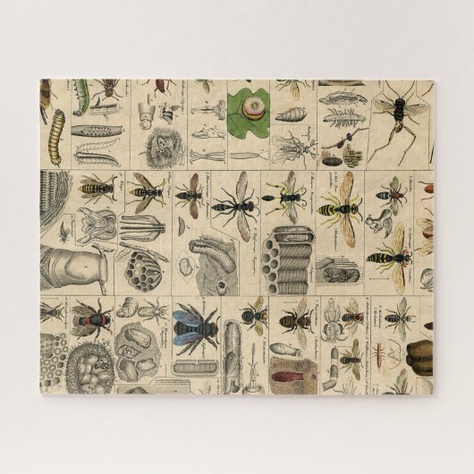 Bijen Insect Bug Wasp Natuurlijke Geschiedenis Legpuzzel (Horizontaal)