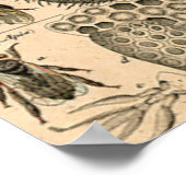 Bijen Insect Bug Wasp Natuurlijke Geschiedenis Poster (Hoek)