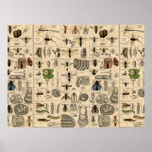 Bijen Insect Bug Wasp Natuurlijke Geschiedenis Poster (Voorkant)