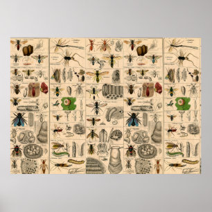 Bijen Insect Bug Wasp Natuurlijke Geschiedenis Poster