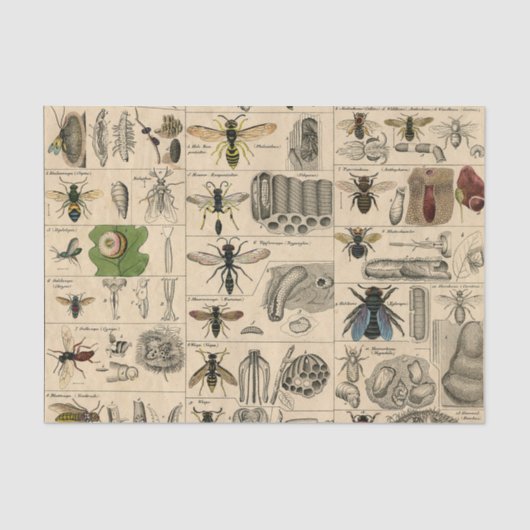Bijen Insect Bug Wasp Natuurlijke Geschiedenis Tissuepapier (Voorkant)