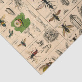 Bijen Insect Bug Wasp Natuurlijke Geschiedenis Tissuepapier (Detail)