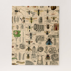 Bijen Insect Bug Wesp Natuurlijke Historie Bijen Legpuzzel