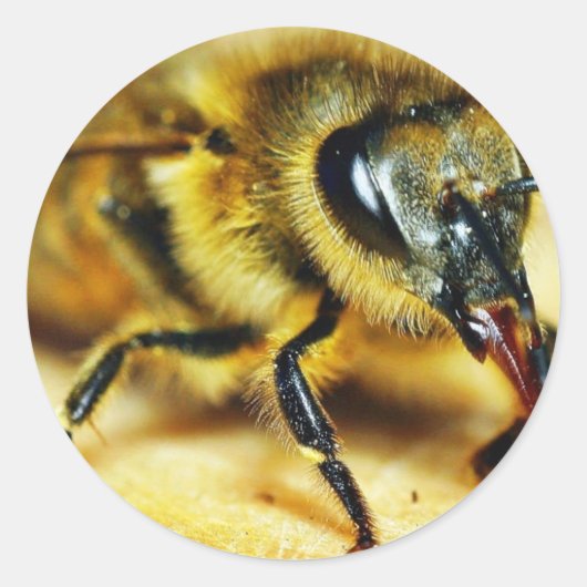 Bijen Insecten Ronde Sticker (Voorkant)