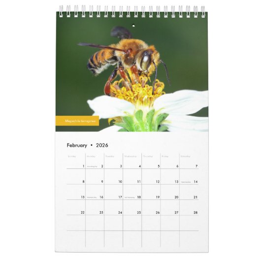 Bijen Kalender (Feb 2026)
