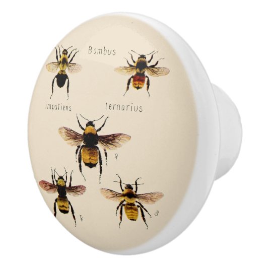  bijen keramische knop (Rechts)