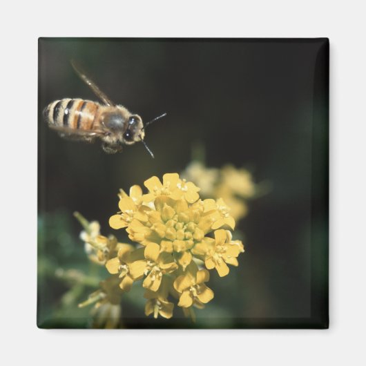 bijen magneet (Voorkant)