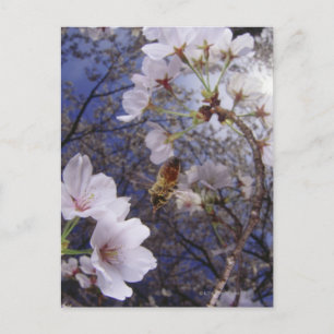 Bijen naderen Cherry bloesems, uitzicht van ondere Briefkaart