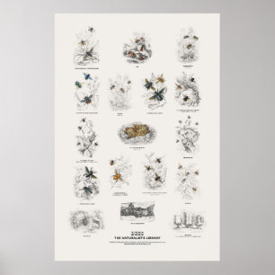 Bijen - Naturalist's Library Poster