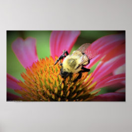 Bijen op Coneflower, Poster
