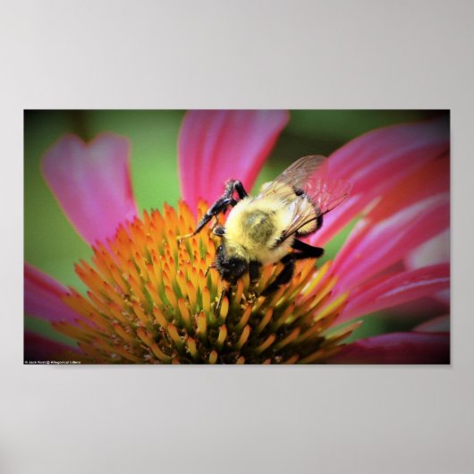 Bijen op Coneflower, Poster (Voorkant)