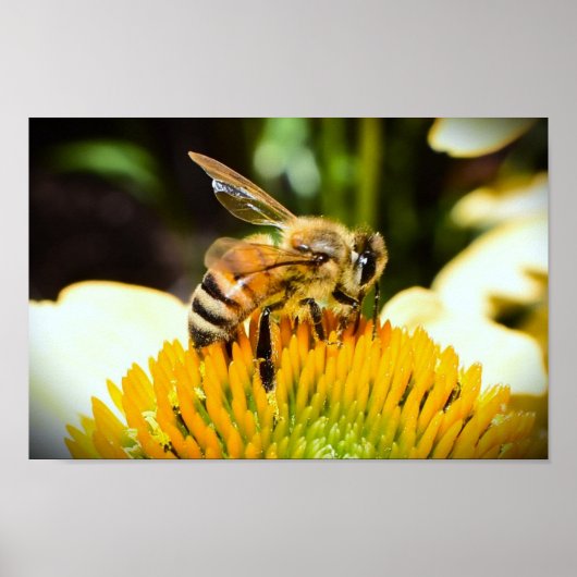 Bijen op Coneflower, Poster (Voorkant)